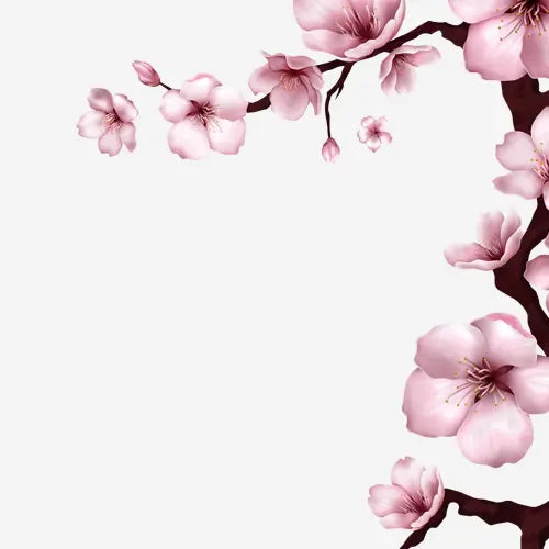 Branch of pink cherry blossom flowers on a white background