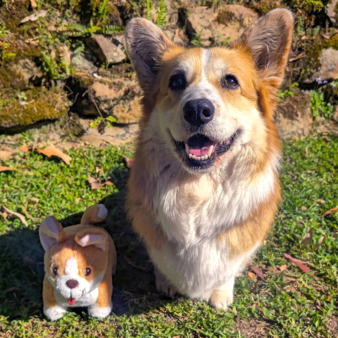 Corgi Plush Toy next to Steve the Corgi. Based on AussieAntics Dog.